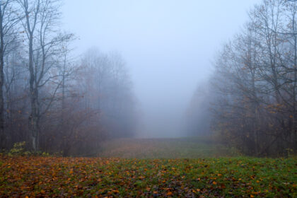 Ruminations: Fog