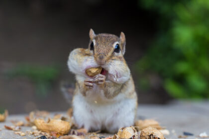 Ruminations: Four Stories about Chipmunks