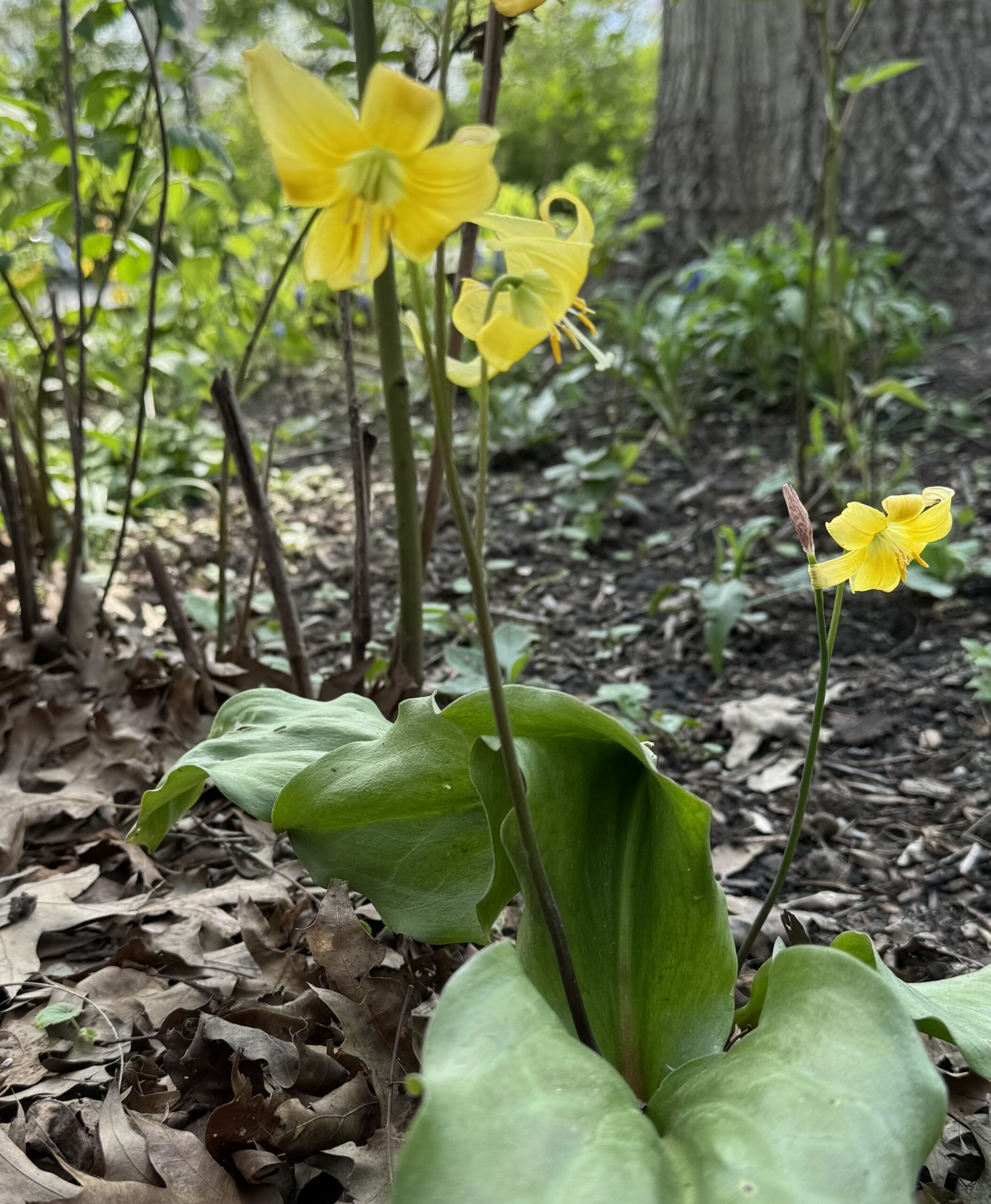 Spring 2024 Garden Update - Unitarian Universalist Congregation of ...